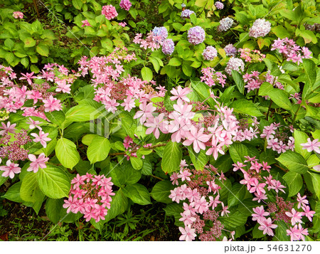 紫陽花　もりやま芦刈園　 54631270