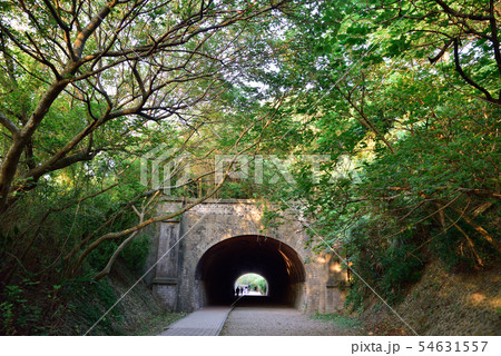 苗栗 黄色 イエロー 54631557