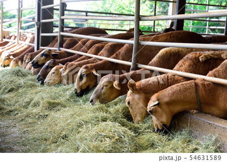 牧草地 放牧 放牧場 54631589