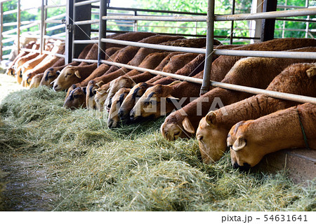 牧草地 放牧 放牧場 54631641