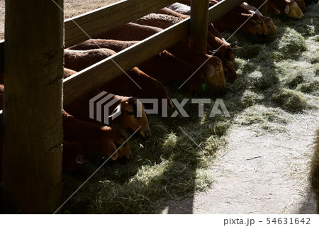 牧草地 放牧 放牧場 54631642