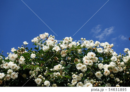 満開のつるバラ　白 54631895