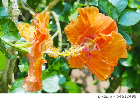 夏の花(ハイビスカス) 夏の花(ハイビスカス) 54632499
