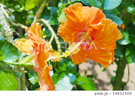 夏の花(ハイビスカス) 夏の花(ハイビスカス) 54632500