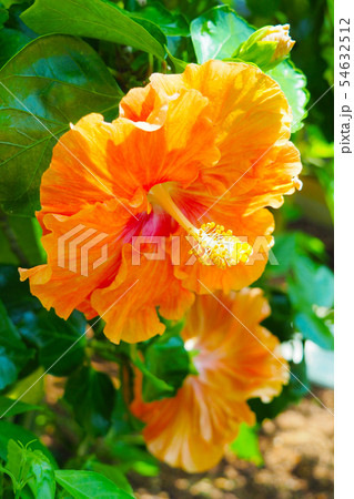 夏の花(ハイビスカス) 夏の花(ハイビスカス) 54632512