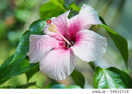 夏の花（ハイビスカス) 54632518