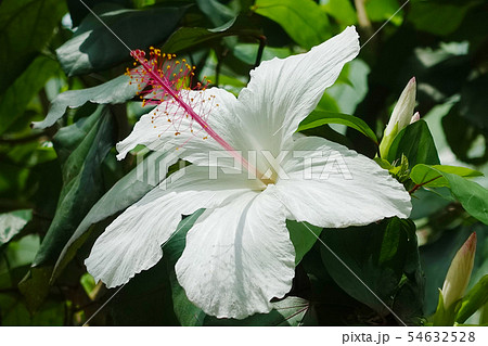 夏の花(ハイビスカス) 夏の花(ハイビスカス) 54632528