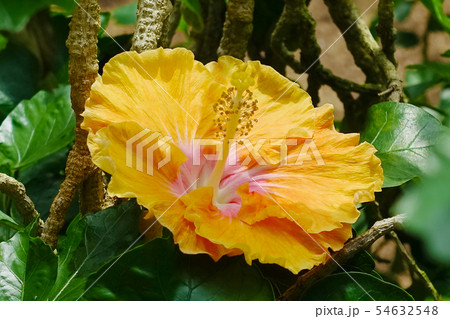 夏の花(ハイビスカス) 夏の花(ハイビスカス) 54632548