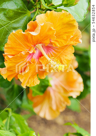 夏の花(ハイビスカス) 夏の花(ハイビスカス) 54632854