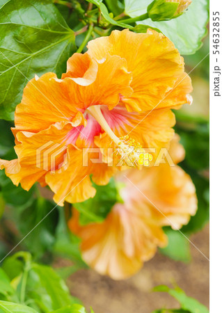 夏の花(ハイビスカス) 夏の花(ハイビスカス) 54632855