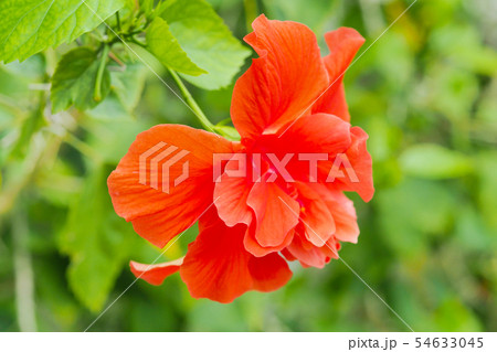 夏の花（ハイビスカス) 54633045