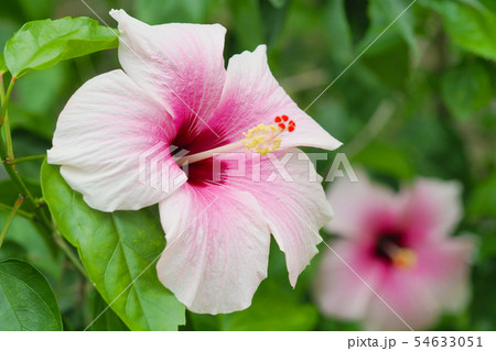 夏の花（ハイビスカス) 54633051