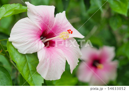 夏の花（ハイビスカス) 54633052