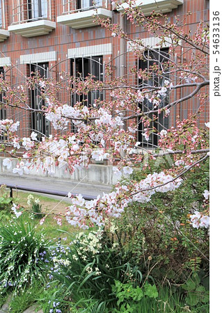 世田谷区　代田　北沢川緑道　桜並木 54633136