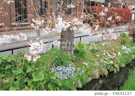 世田谷区　代田　北沢川緑道　桜並木 54633137