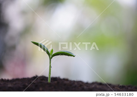 Young green planting with water drop dew 54633180