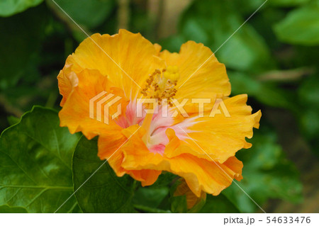 夏の花(ハイビスカス) 夏の花(ハイビスカス) 54633476