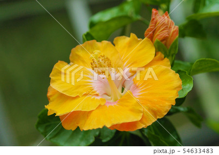 夏の花(ハイビスカス) 夏の花(ハイビスカス) 54633483