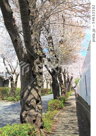 神奈川県大和市 中央林間 桜並木 神奈川県大和市 中央林間 桜並木 54633592