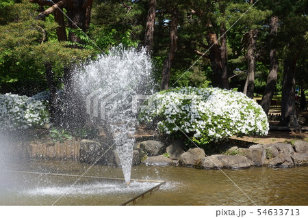 満開の白つつじと噴水 54633713