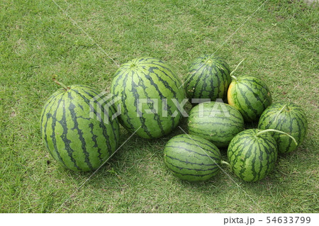 スイカの収穫 54633799