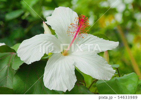 夏の花（ハイビスカス) 54633989