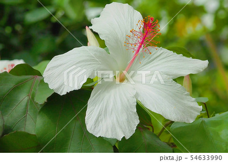 夏の花(ハイビスカス) 夏の花(ハイビスカス) 54633990