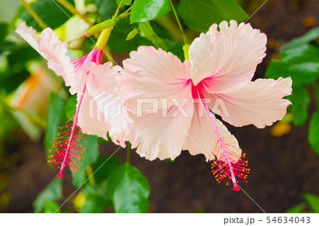 夏の花（ハイビスカス) 54634043