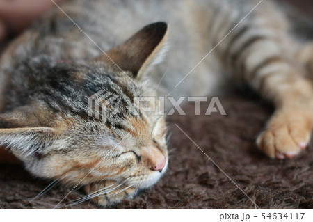 猫の寝顔 猫の寝顔 54634117