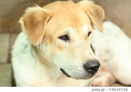 Close Up Head Snout Of Beautiful Young Thai Dog Close Up Head Snout Of Beautiful Young Thai Dog 54634136