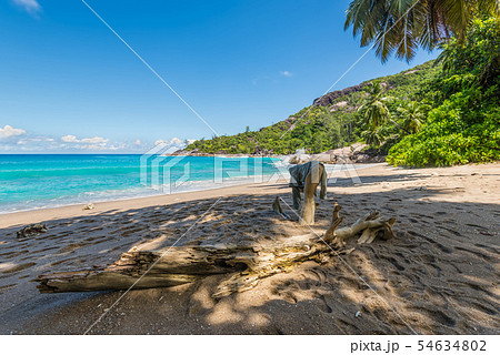 Log on the wild beach, Seychelles, Indian Ocean, Log on the wild beach, Seychelles, Indian Ocean, 54634802