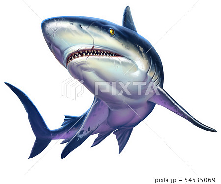 Caribbean reef shark. Realistic isolated. Caribbean reef shark. Realistic isolated. 54635069