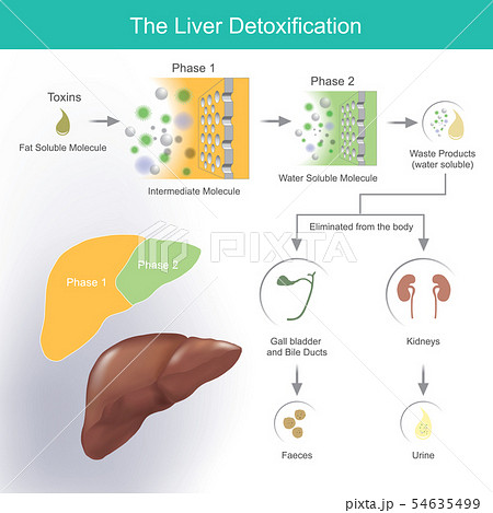The liver detoxification. 54635499