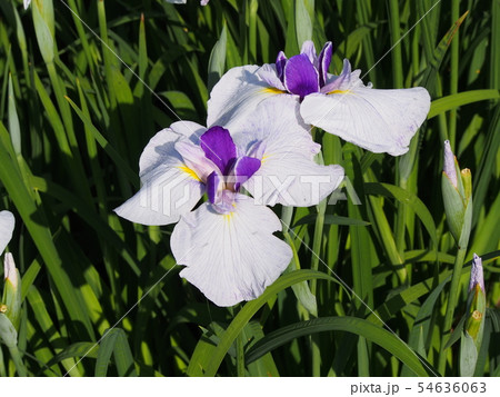 花菖蒲 54636063