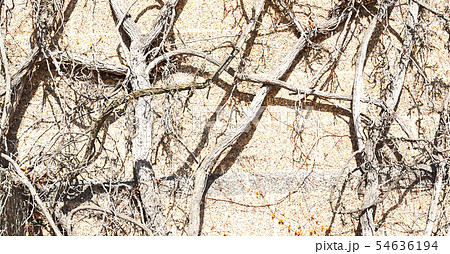 in the wall with natural branch 54636194