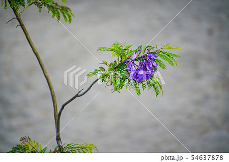 ジャカランダ ジャカランダ 54637878