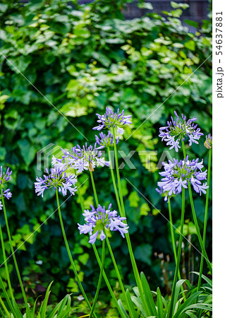 アガパンサス 54637881