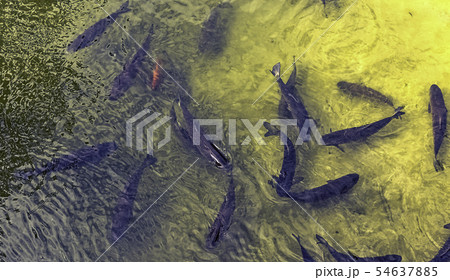 Aerial view of Marne River full of fish - France 54637885