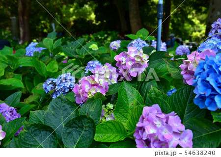 藤森神社のアジサイ 54638240