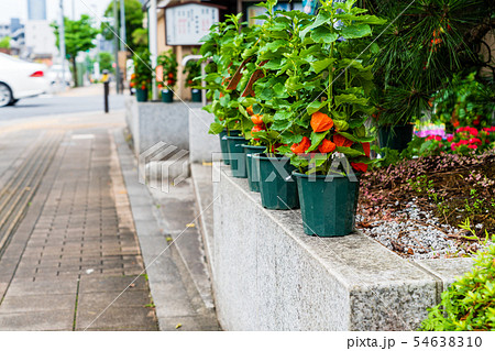 ほうずき市 54638310