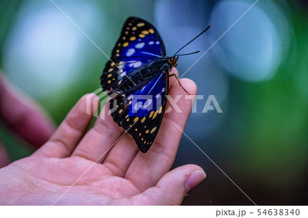 オオムラサキ 54638340