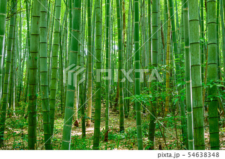 竹林　橋立自然公園（石川県加賀市）7月撮影 54638348