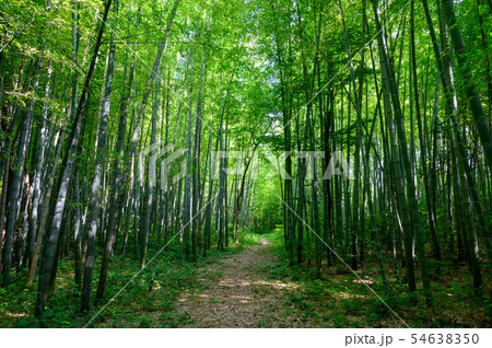 竹林　橋立自然公園（石川県加賀市） 54638350