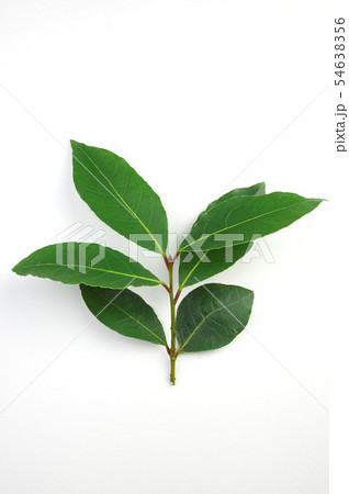 月桂樹の枝 54638356