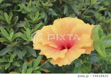 15 June 2019 yellow hibiscus at nature 54638820