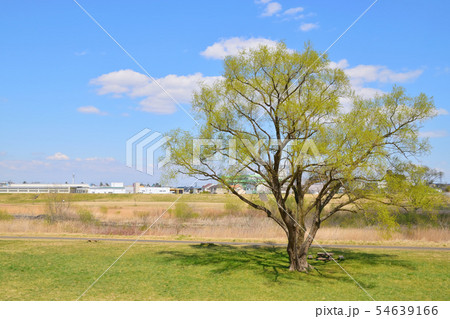 広瀬川河川敷からの風景 3 広瀬川河川敷からの風景 3 54639166