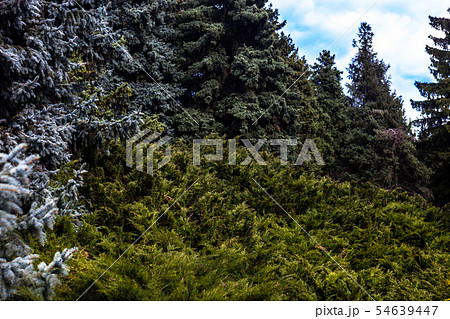 Landscape with blue spruces and juniper bushes Landscape with blue spruces and juniper bushes 54639447