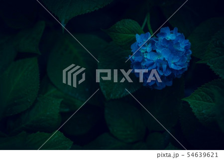 青い紫陽花 54639621