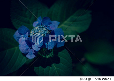 青い紫陽花 青い紫陽花 54639624