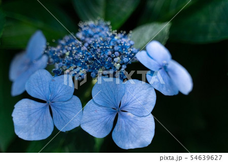青い紫陽花 青い紫陽花 54639627